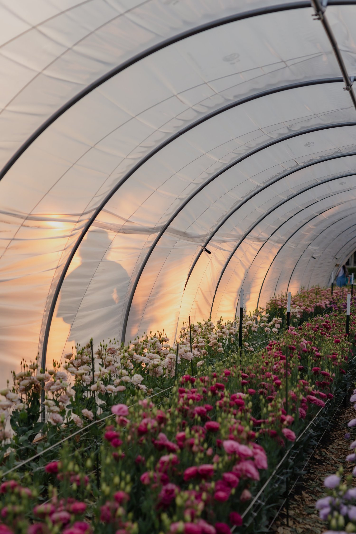 Rows of flowers under the hoop house at golden hour