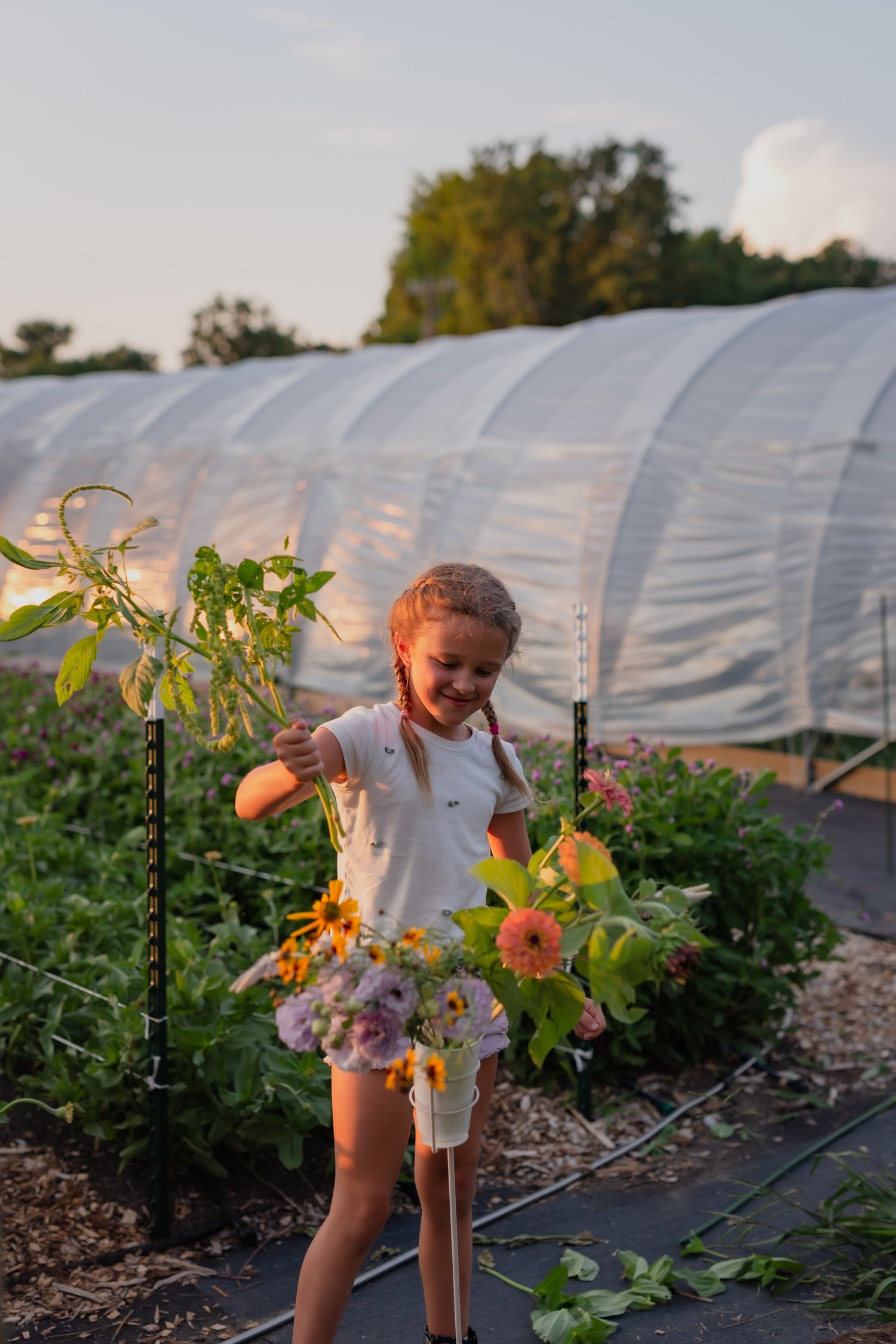 A guest picking flowers between the rows at sunset