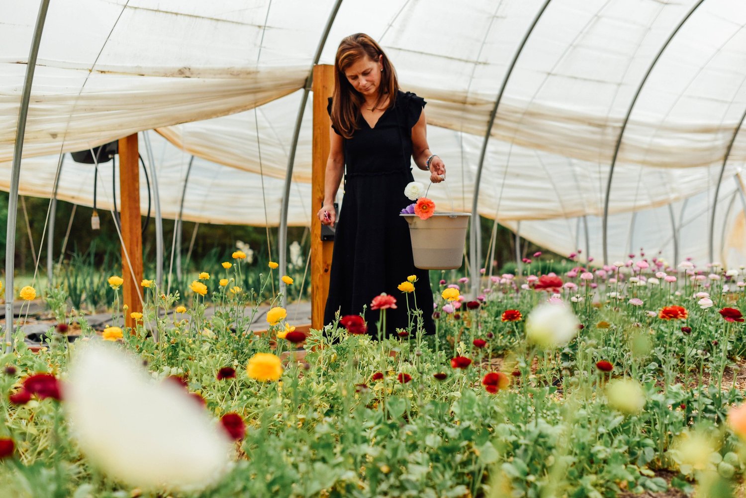 A woman cutting dahlias in the Rabbit Crest Farms hoop house